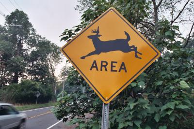 [Deer] Area