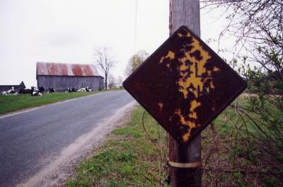Cattle Crossing Conway MA.jpg