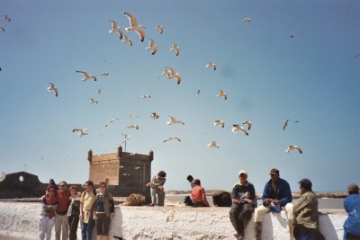 Essaouira, Morocco Birds (2004)