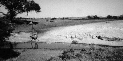 Drinking Giraffe, Serengeti National Park (1997)