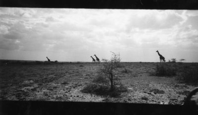 Giraffes on Horizon, Kenya (1996)