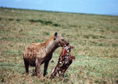 Tanzanian Hyena (1997)
