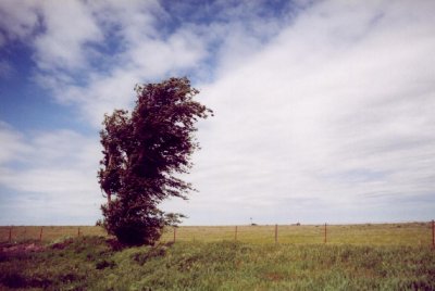 Wisconsin Tree (1994)