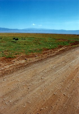Bird Sunning in Ngorangoro Crater, Kenya (1996)