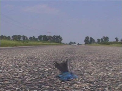 Flattened Indigo Bunting, Illinois (2002)