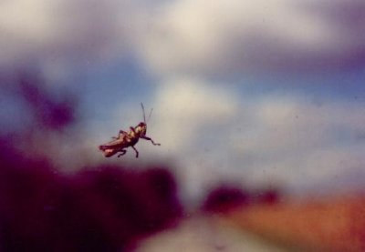 Grasshopper on Windshield, Indiana (1995)