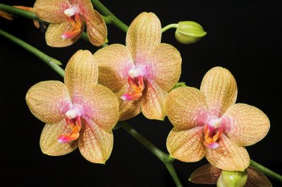 Moms Orange Phal 2.jpg