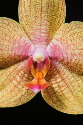 Moms Orange Phal 3.jpg