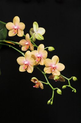 Moms Orange Phal 4.jpg
