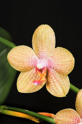 Moms Orange Phal 5.jpg