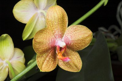 Moms Orange Phal 6.jpg