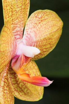 Moms Orange Phal 7.jpg