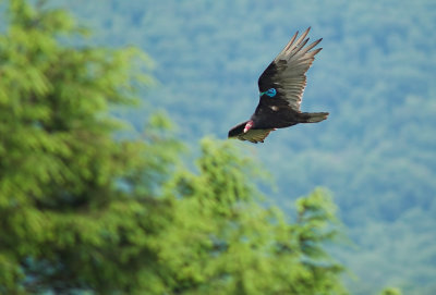 Turkey Vulture 11.jpg
