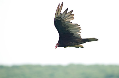 Turkey Vulture 13.jpg