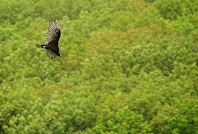 Turkey Vulture 14.jpg