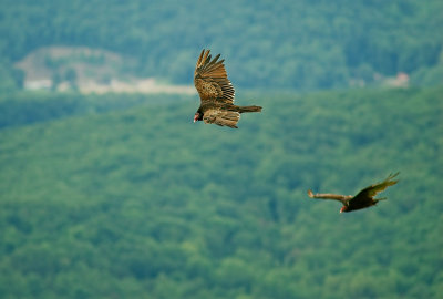 Turkey Vulture 15.jpg
