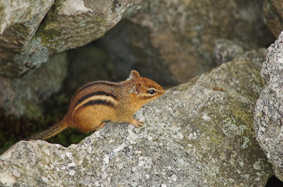 Chippy 4.jpg