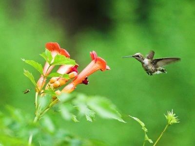 hummingbird 5.jpg