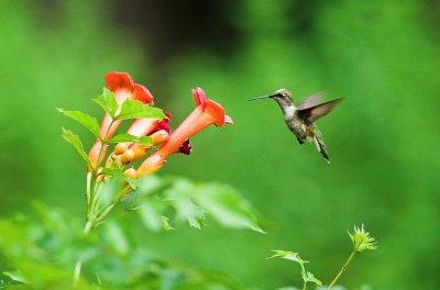 hummingbird 6.jpg