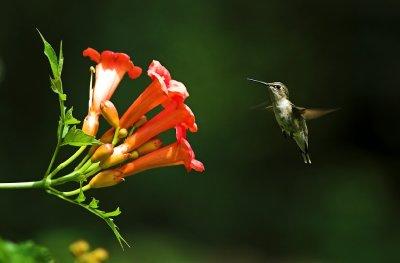 hummingbird 7.jpg