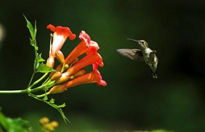 hummingbird 8.jpg