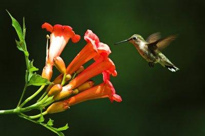 hummingbird 9.jpg