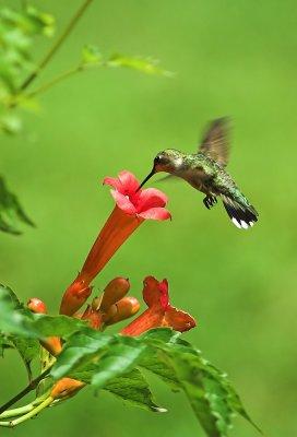 hummingbird 10.jpg