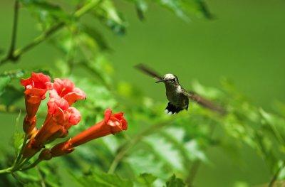 hummingbird 11.jpg