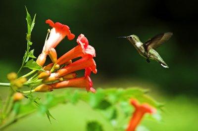 hummingbird 12.jpg