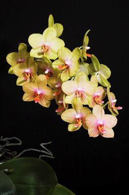 Moms Orange Phal 8.jpg