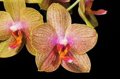 Moms Orange Phal 9.jpg