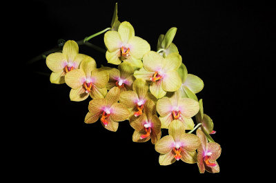 Moms Orange Phal 10.jpg