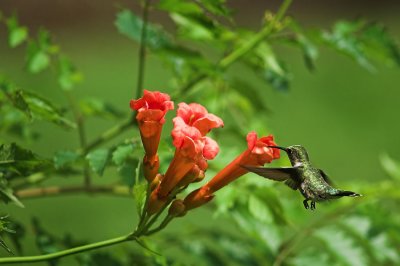 hummingbird 13.jpg
