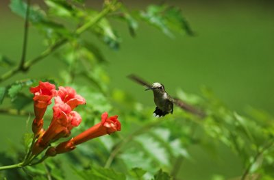 hummingbird 14.jpg