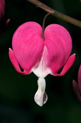 Bleeding Heart 5s.jpg