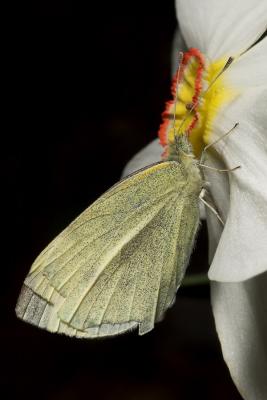 daffodil butterfly 1s.jpg