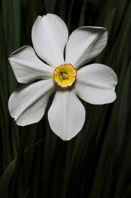 Old-fashioned Daffodil 3s.jpg