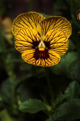 Tigers eye viola 1s.jpg