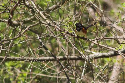 Rufous-sided Towhee 1s.jpg