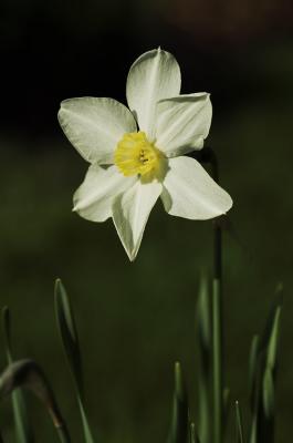Old-fashioned Daffodil 4s.jpg