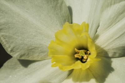 Old-fashioned Daffodil 5s.jpg