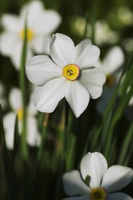 Old-fashioned Daffodil 6s.jpg