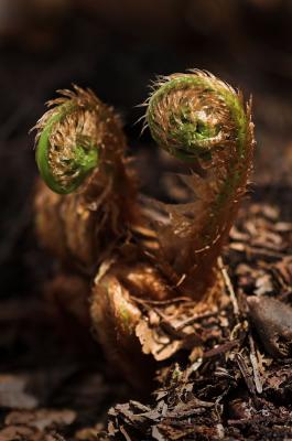 New Fern 1s.jpg