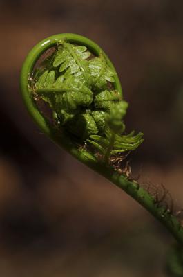New Fern 2s.jpg