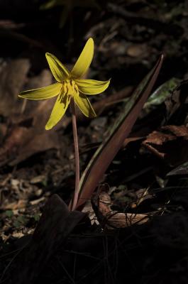 Adders Tongue Ds.jpg