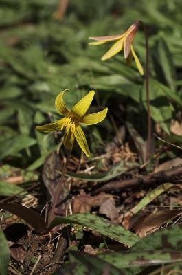 Adders Tongue Fs.jpg