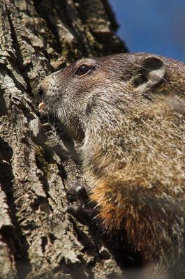 Treed Groundhog 2s.jpg