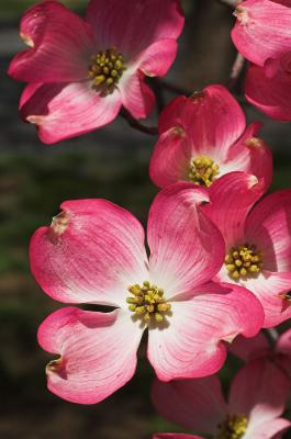 Dogwood 1s.jpg