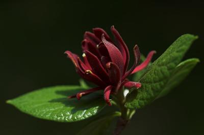 Spice Bush 2s.jpg
