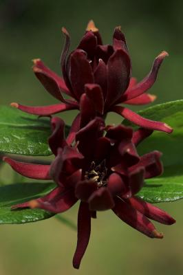 Spicebush 3s.jpg
